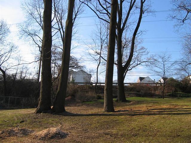 Backyard_Original_Trees_Being_Cutdown_03.jpg