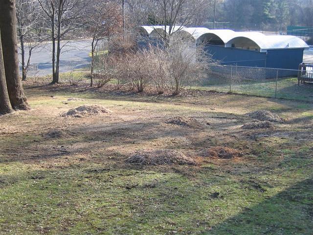 Backyard_Original_Trees_Being_Cutdown_05.jpg