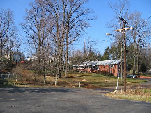 Backyard_Original_Trees_Being_Cutdown_12.jpg