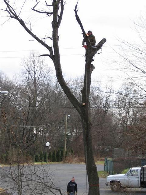 Backyard_Original_Trees_Being_Cutdown_21.jpg