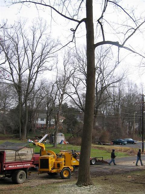 Backyard_Original_Trees_Being_Cutdown_22.jpg