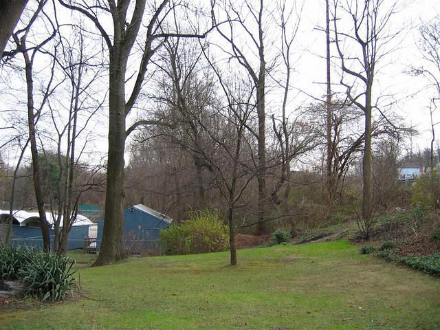 Backyard_Original_Trees_19.jpg