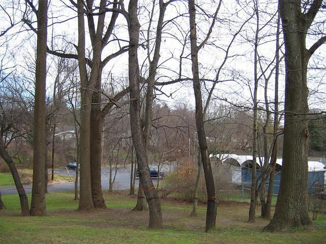 Backyard_Original_Trees_22.jpg