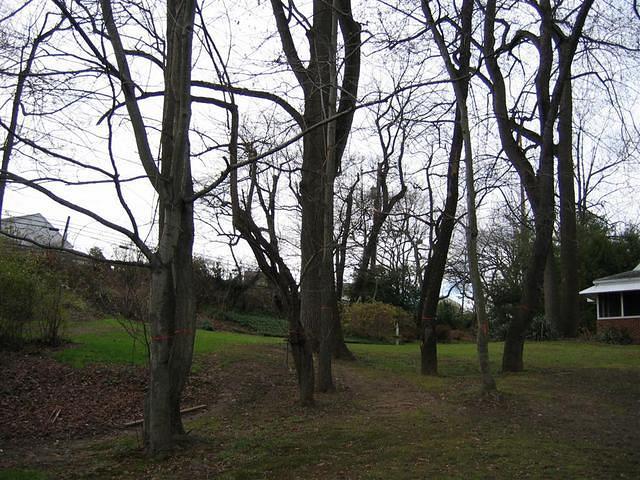 Backyard_Original_Trees_27.jpg