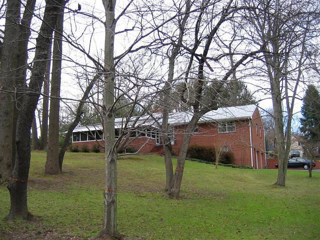 Backyard_Original_Trees_30.jpg