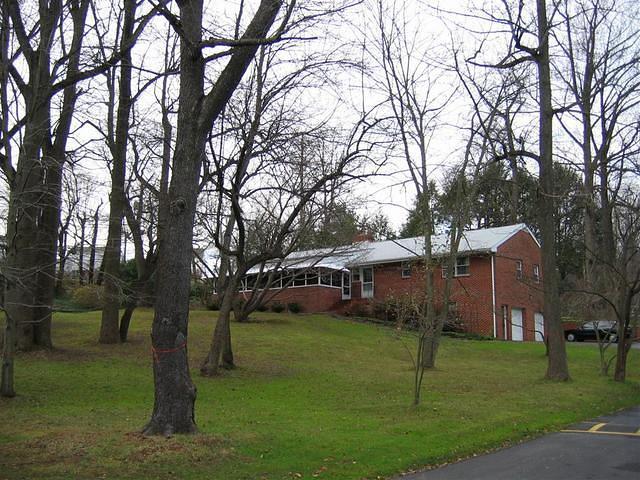 Backyard_Original_Trees_31.jpg