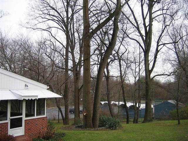 Backyard_Original_Trees_34.jpg