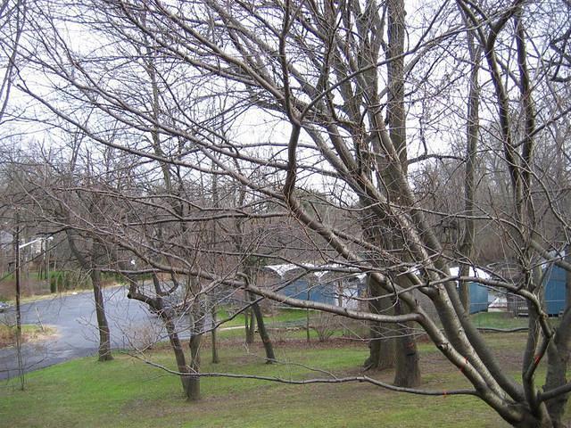 Backyard_Original_Trees_35.jpg