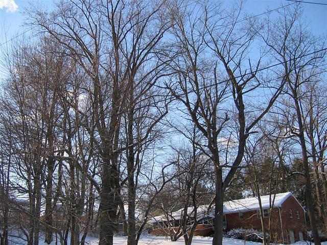 Backyard_Original_Trees_40.jpg