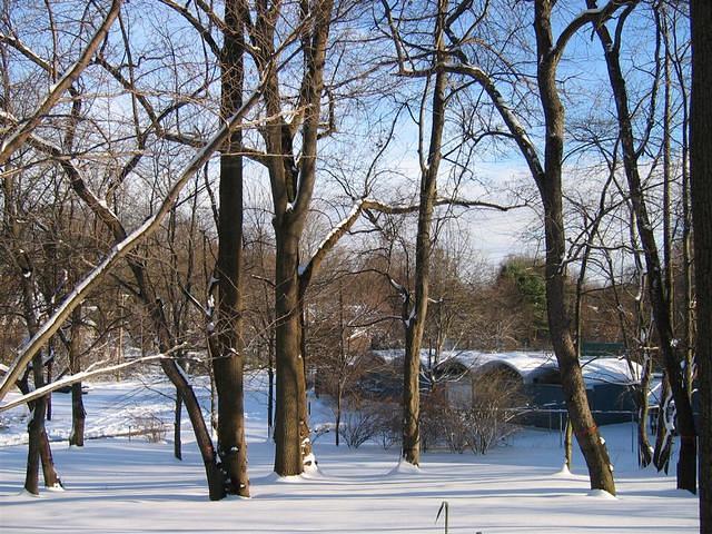 Backyard_Original_Trees_45.jpg