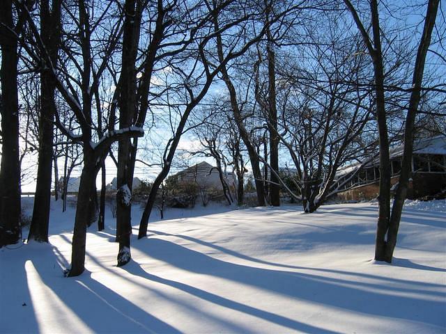 Backyard_Original_Trees_50.jpg