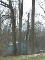 Backyard_Original_Trees_Being_Cutdown_16.jpg