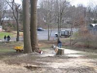 Backyard_Original_Trees_Being_Cutdown_25.jpg
