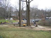 Backyard_Original_Trees_Being_Cutdown_26.jpg