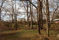 Backyard_Original_Trees_05.jpg