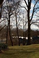 Backyard_Original_Trees_16.jpg