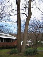 Backyard_Original_Trees_20.jpg