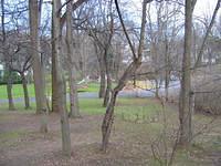 Backyard_Original_Trees_25.jpg