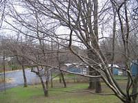 Backyard_Original_Trees_35.jpg