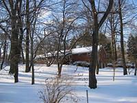 Backyard_Original_Trees_36.jpg