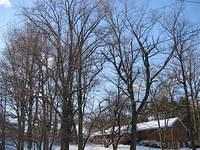 Backyard_Original_Trees_40.jpg