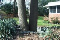 Backyard_Original_Trees_54.jpg